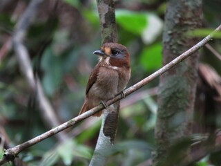 Rufous-necked Puffbird in Brazilian Amazon (Malacoptila rufa)