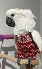 Cockatoo wearing red Christmas ugly sweater jumpsuit
