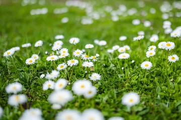 Tuinposter Beautiful meadow in springtime full of flowering white and pink common daisies on green grass. Daisy lawn. © MNStudio