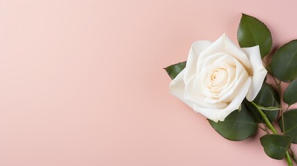 Elegant white rose with copy space on the right side of a beautiful pink isolated background