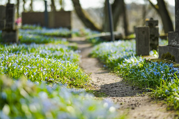 Blue scilla siberica spring flowers blossoming on sunny day in April in Bernardine cemetery in...
