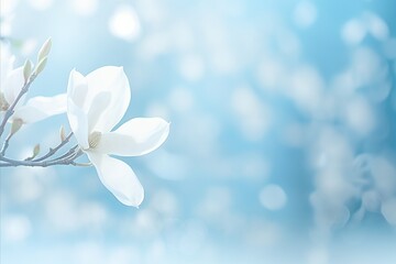White magnolia blossom on isolated magical bokeh background with copy space for text placement