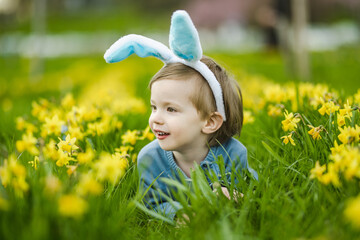 Cute toddler boy wearing bunny ears having fun between rows of yellow daffodils blossoming on...