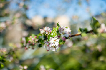Beautiful old apple tree garden blossoming on sunny spring day. Beauty in nature. Tender apple branches in spring.