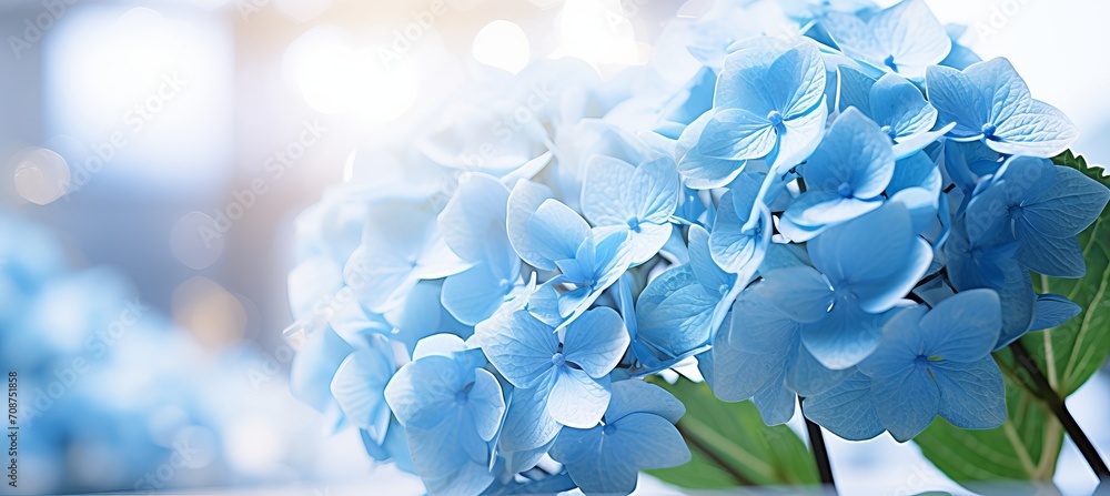 Poster blue hydrangea on isolated magical bokeh background with copy space for text placement