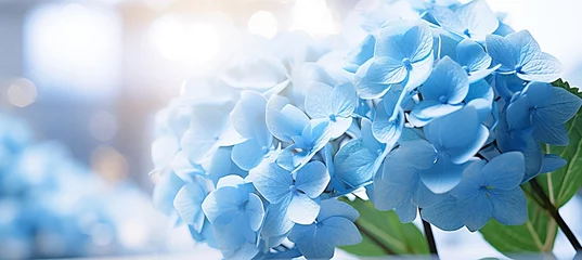 Foto op Plexiglas anti-reflex Blue hydrangea on isolated magical bokeh background with copy space for text placement © Ilja