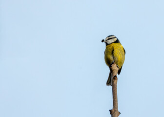 Dublin's Azure Charm - Blue Tit (Cyanistes caeruleus) in Phoenix Park