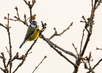Dublin's Azure Charm - Blue Tit (Cyanistes caeruleus) in Phoenix Park