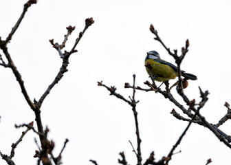 Dublin's Azure Charm - Blue Tit (Cyanistes caeruleus) in Phoenix Park