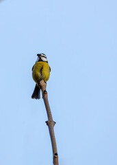 Dublin's Azure Charm - Blue Tit (Cyanistes caeruleus) in Phoenix Park