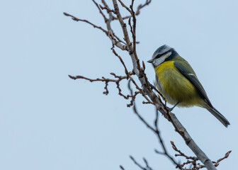 Dublin's Azure Charm - Blue Tit (Cyanistes caeruleus) in Phoenix Park