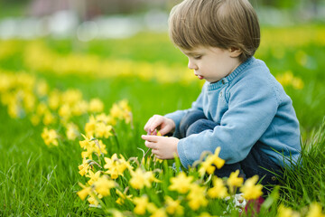 Cute toddler boy having fun between rows of beautiful yellow daffodils blossoming on spring day. - obrazy, fototapety, plakaty