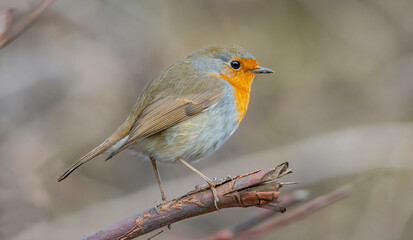 European Robin (Erithacus rubecula) is a migratory bird. It migrates south in winter and returns north again in spring.