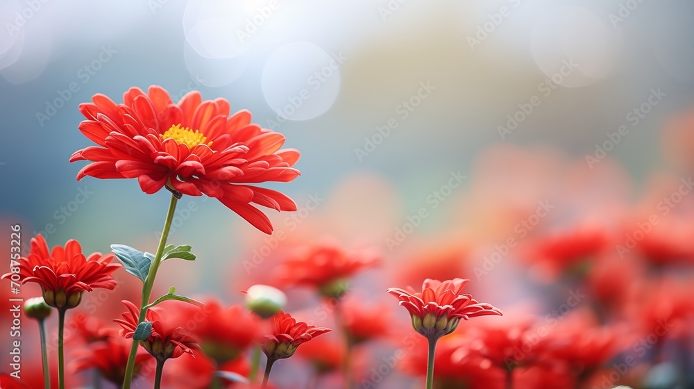 Aufkleber red chrysanthemum on right side with magical bokeh background, ample space for text on left side