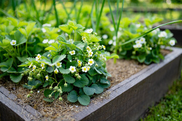 Blossoming strawberry bushes at organic strawberry farm. Harvesting fruits and berries at home garden.