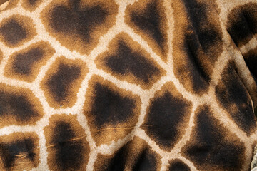 Closeup of giraffe fur, featuring detailed patterns and textures