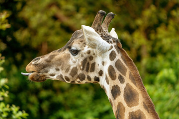 Closeup of a giraffe, featuring detailed patterns and textures. 