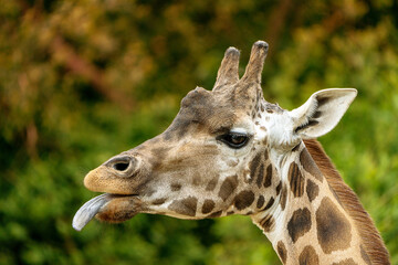 Closeup of a giraffe, featuring detailed patterns and textures. 