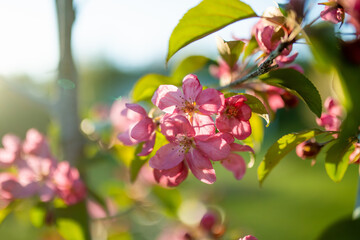 Beautiful old apple tree garden blossoming on sunny spring day. Beauty in nature. Tender apple branches in spring.