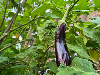 eggplant in the garden