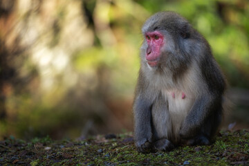 Japanese Macaque monkey Yakushima Island