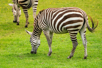 Fototapeta na wymiar Mesmerizing scene of zebras on the African savannah, their black and white stripes creating a captivating pattern.