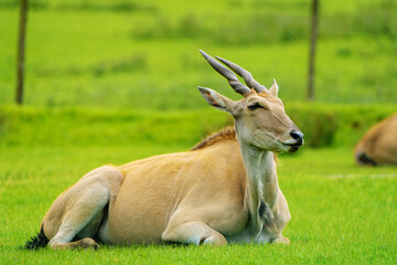 Naklejka na ściany i meble Elands, the largest antelopes, in zoo.