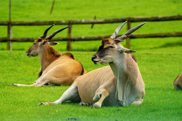  Elands, the largest antelopes, in zoo.