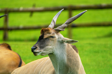  Elands, the largest antelopes, in zoo. - obrazy, fototapety, plakaty