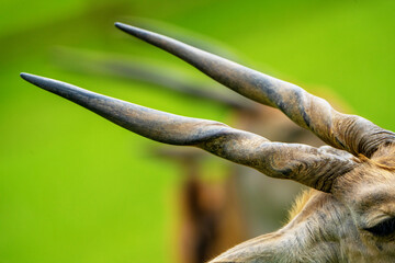 Close up of an eland's horns.