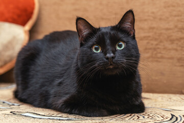 Portrait of a beautiful black domestic cat