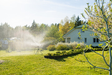 Functioning sprinkler in spring season in the garden. Growing own herbs and vegetables in a...