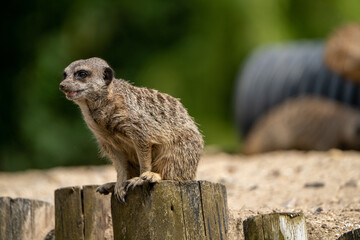 Naklejka na ściany i meble A cute single meerkat in a zoo. Capturing the charm of this solitary yet sociable mammal, the photo highlights the inquisitive nature of meerkats in a captive setting.