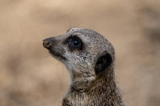 A cute single meerkat in a zoo. Capturing the charm of this solitary yet sociable mammal, the photo highlights the inquisitive nature of meerkats in a captive setting.