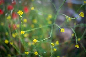 flores pequeñas de verano flores amarillas flores rojas