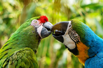 Two vibrant macaws, one green and one blue-and-gold, perched together against a tropical background. 