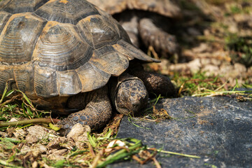 Turtle basking on sunlit soil amidst lush green grass