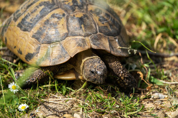 Turtle basking on sunlit soil amidst lush green grass