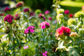 Assorted colorful flowers of Dianthus barbatus or the sweet William plant blossoming in a garden in a sunny summer day.