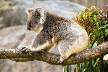 Closeup of a cuddly koala, perched on branches. 