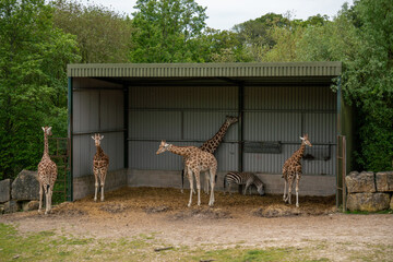 Majestic giraffes grazing in a spacious enclosure