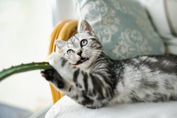 British shorthair silver tabby kitten having rest on a sofa in a living room. Juvenile domestic cat spending time at home. - obrazy, fototapety, plakaty