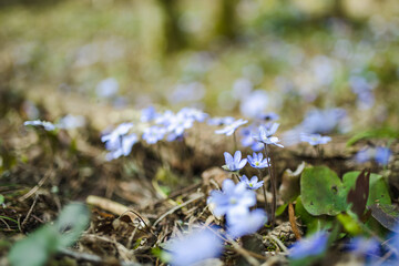 Blossoming hepatica flower in early spring in forest.