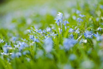 Scilla flowers blooming in the spring garden on the Alpine hill. Beautiful spring flowers on a sunny day. - obrazy, fototapety, plakaty
