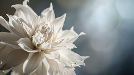 Obraz premium a close up of a white flower on a black and white background with a blurry image of the center of the flower in the center of the flower, and the center of the flower.