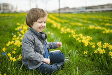 Cute toddler boy having fun between rows of beautiful yellow daffodils blossoming on spring day.