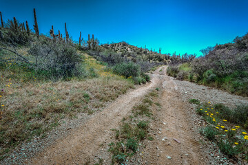 Fototapeta na wymiar Desert Cactus Saguaro