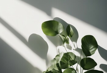 Blurred shadow from leaves plants on the white wall Minimal abstract background for product presenta
