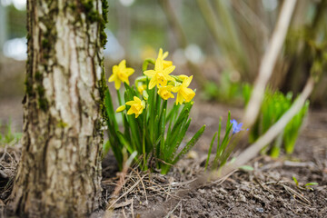 Beautiful bright yellow daffodil flowers blossoming in a garden on sunny spring day.