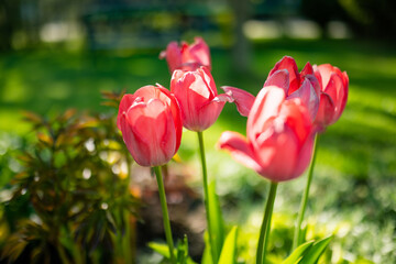 Obraz premium Red tulips grow in flower bed in the spring garden.